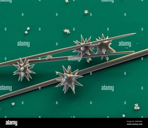 Sponge spicules. Coloured scanning electron micrograph (SEM) of ...