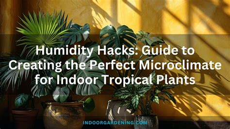 Creeping Charlie Houseplant Care: An Indoor Gardening Guide | Indoor ...