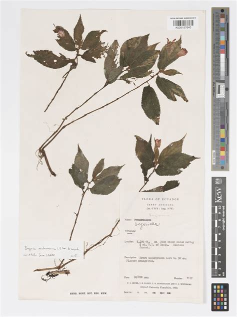 Begonia pectennervia L.B.Sm. & Wassh. | Plants of the World Online ...
