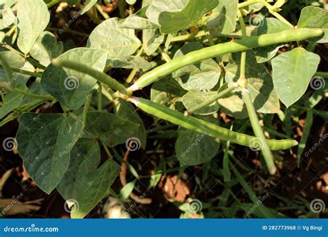 Black Eyed Pea Plant stock photo. Image of land, black - 282773968