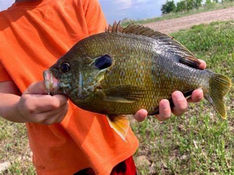 Montana Youngster Catches State-Record Sunfish | Outdoor Life