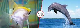 Image result for Dolphin vs Python