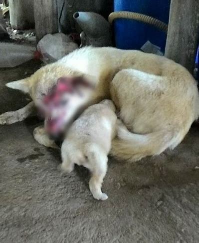 泰國狗媽媽眼珠被車撞出來 還堅持回來喂奶(圖 － 今日頭條