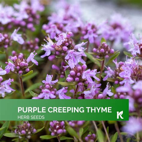 10000 Pcs - Purple Creeping Thyme Seeds for Planting (thymus Serpyllum ...