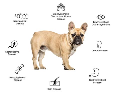 French Bulldog Health Issues | Brachycephaly and the Effects on Animal ...