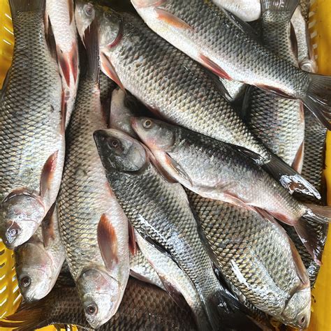 Rohu Fish Rohu Fish, For Household, Packaging Type: Thermocol Box At