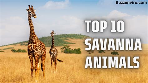 Top 10 Savanna Animals