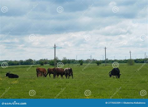 Farm Purebred Animals Group of Cattle Walk and Sleep in Grass among ...