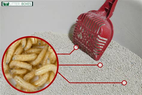 Maggots In Cat Litter - What To Do? - Litter Boxes Magazine