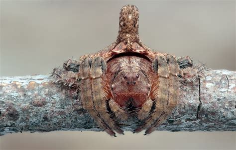 Dolophones turrigera – Ausemade