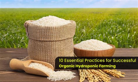 Mango Season in India: Peak Availability from June to July | Getfarms Blog