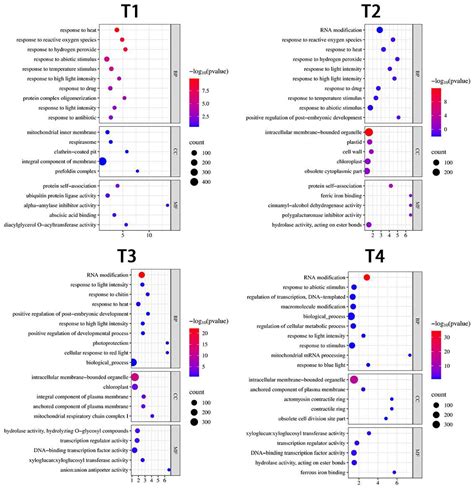 Transcriptomic Profiling of Heat-Treated Oriental Lily Reveals LhERF109 ...