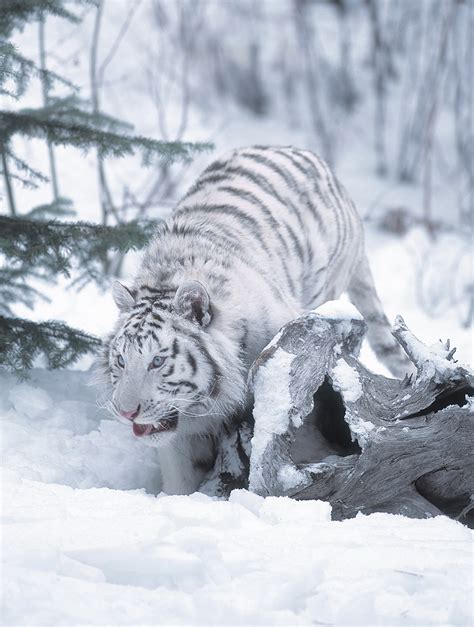 White bengal tiger in snow - Jim Zuckerman photography & photo tours