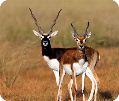 Guindy National Park