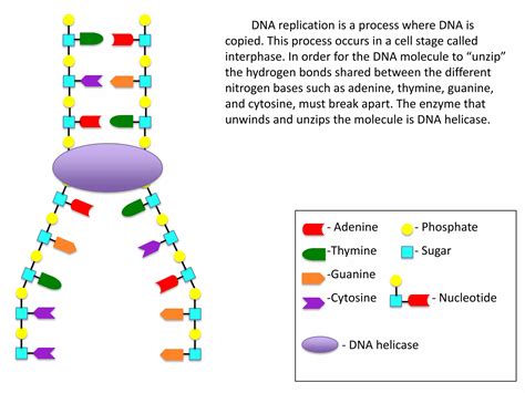What Enzyme Unzips Dna