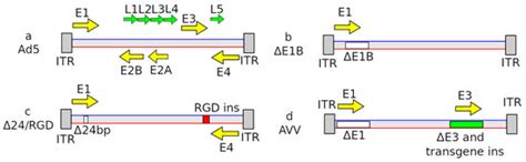 Viral Vectors as Gene Therapy Agents for Treatment of Glioblastoma