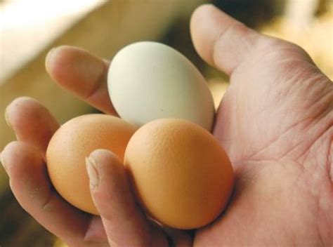 一只鸡蛋有多重？一斤鸡蛋大约有几个？_百度知道