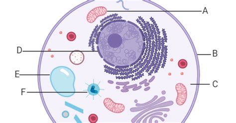 Cell Structure Unlabeled 的图像结果