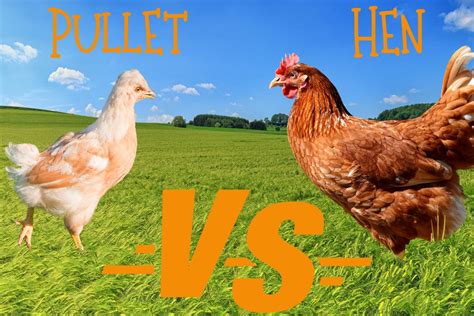 Are You Buying A Pullet Or A Hen? How To Tell The Difference