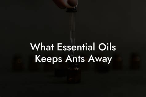 What Essential Oils Keeps Ants Away | Oshu | Artisan Essential Oils