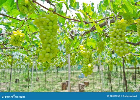 Grape Garden Kings Cross at Lisa Delarosa blog