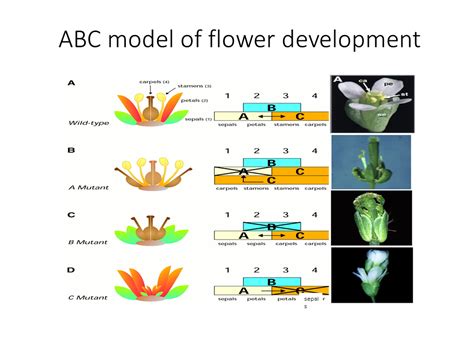 Flower development and Models PPTX