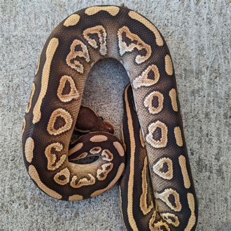 Image result for Snake Discovery Ball Python