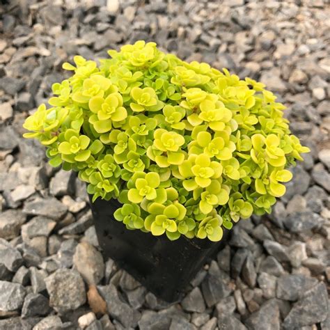 Sedum makinoi 'Ogon' - Golden Japanese Stonecrop (3.5" Pot) | Little ...