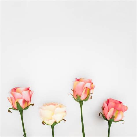 Pink flower white background Images - Free Download on Freepik