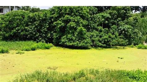 വയലിൽ മാലിന്യം കുമിഞ്ഞുകൂടുന്നെന്ന് പരാതി, നടപടിയെടുക്കാതെ അധികൃത ...