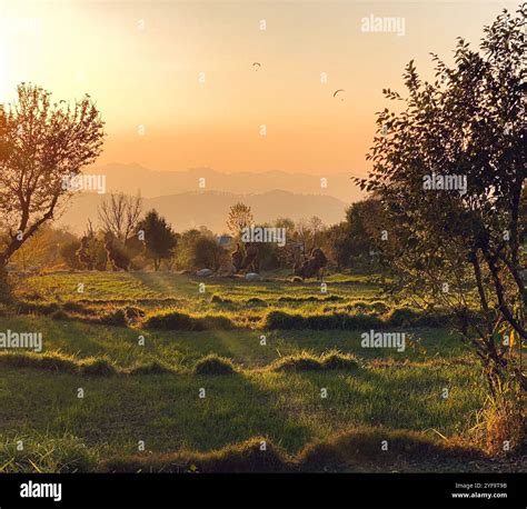 A sunset in Paragliding Paradise of India Bir Billing, Himachal Pradesh ...