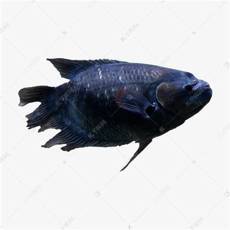 河里常见的小型淡水鱼,河里常见的小鱼品种,河里常见的小鱼苗_大山谷图库