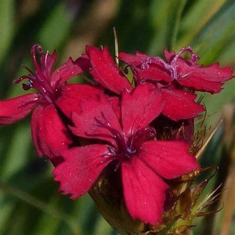 CYBEXIS Dianthus Cruentus Seeds Seed Price in India - Buy CYBEXIS ...