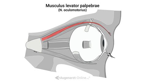 Lidheber (M. levator palpebrae) | Atlas der Augenheilkunde