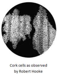 Cell - Structure and Functions Summary Class 8 NCERT Summary