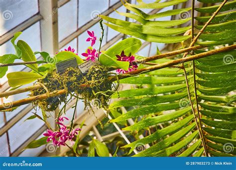 Pretty Pink and White Orchids Dangling from Mossy Plant with Leafy Fronds and Greenhouse Windows ...