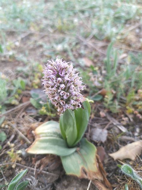Spanish conical orchid | BirdForum