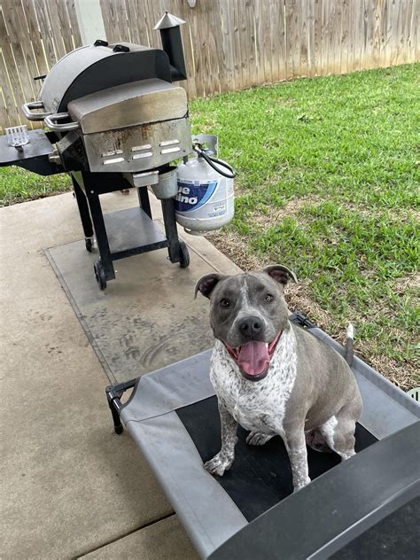 She’s feeling that post zoomie high : r/pitbulls