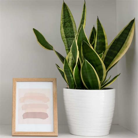 Feng Shui Plants Office Table at Tammy Teague blog