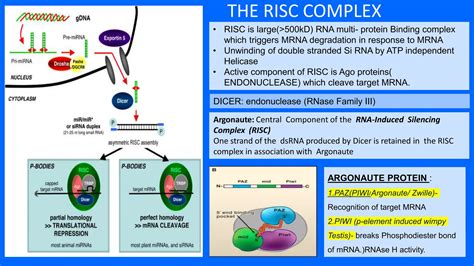 RNA Interference Diagram 的图像结果