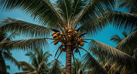 Phosphorus Deficiency in Coconut