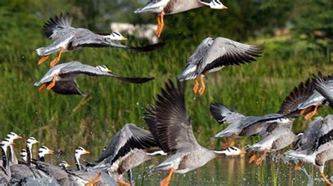 இந்தியாவில் ராம்சர் தலங்களின் எண்ணிக்கை 75 ஆக உயர்வு: தமிழகத்தில் 14 ...