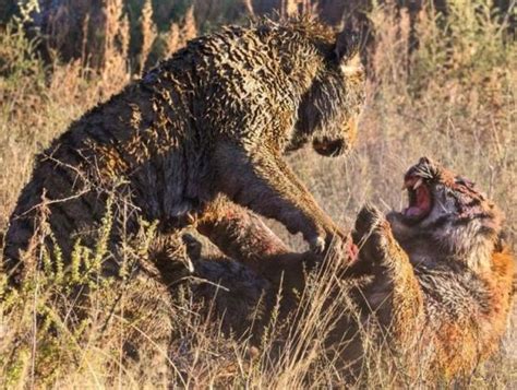 南非接连发生老虎吃人大象踩人事件1死1伤|南非|大象_新浪新闻