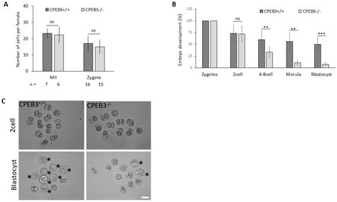 CPEB3 Maintains Developmental Competence of the Oocyte