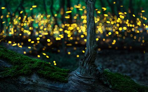 Incredible Photos of Fireflies and Tips on How to Make Your Own The ...