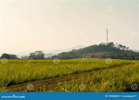 Panoramic in the Countryside Stock Photo - Image of green, nature ...