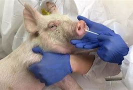 猪流感 的图像结果