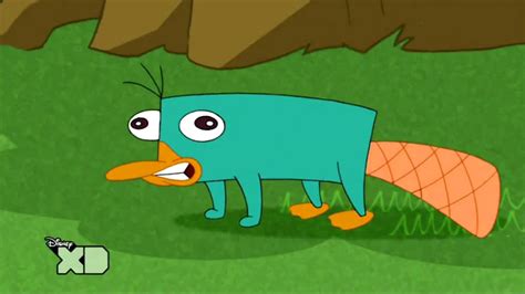 Baby Perry The Platypus Wallpapers - Wallpaper Cave