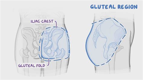 Muscles of the gluteal region and posterior thigh | Osmosis