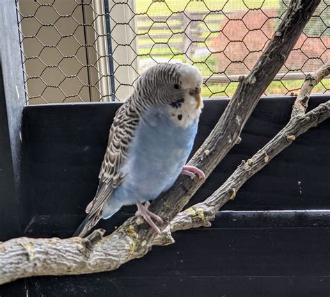 Average Lifespan Parakeet